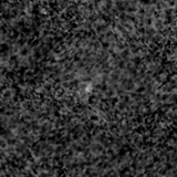 F115W image, 3.2 arcsec across, north up